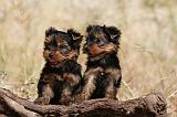 YORKSHIRE TERRIER 511